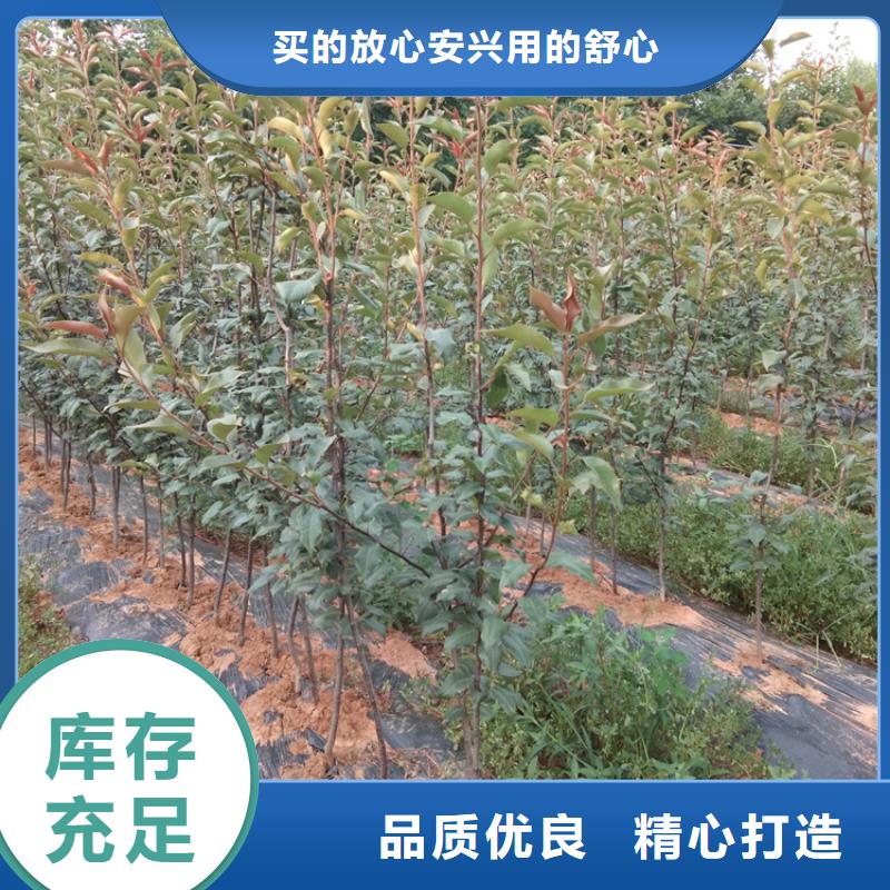 梨樹葡萄苗規格型號全
