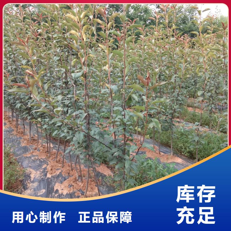 新品種梨樹苗一畝地多少棵/軒園園藝場