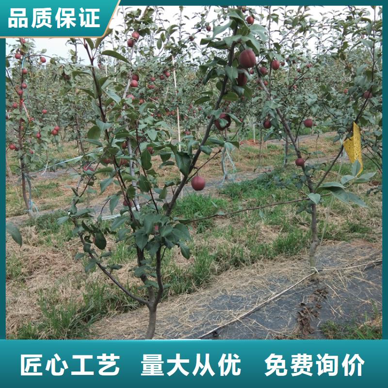 梨樹瑪瑙紅石榴苗質量牢靠