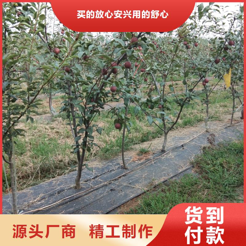 三紅梨樹苗種植管理技術