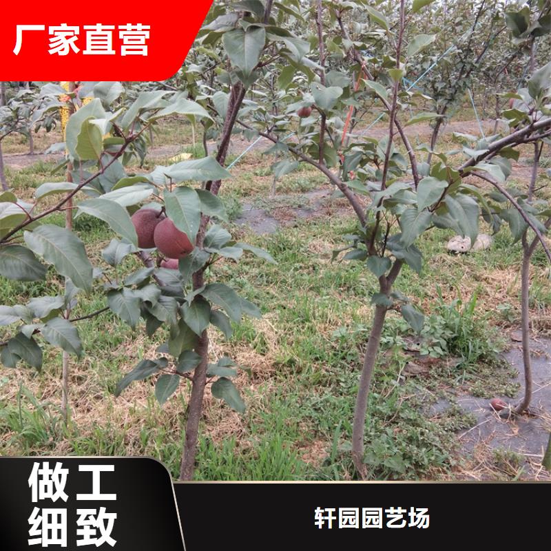 梨樹板栗苗庫存齊全廠家直供