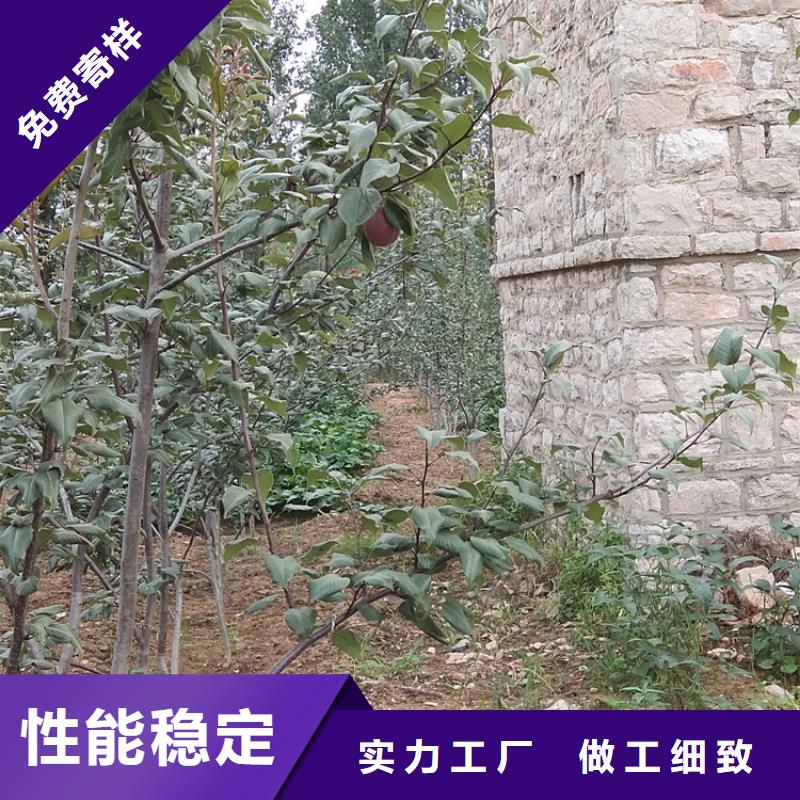 嫁接梨樹苗經濟效益