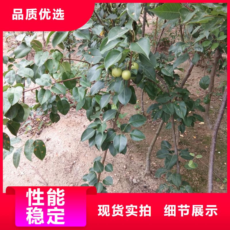 【梨树】苹果苗多种规格供您选择