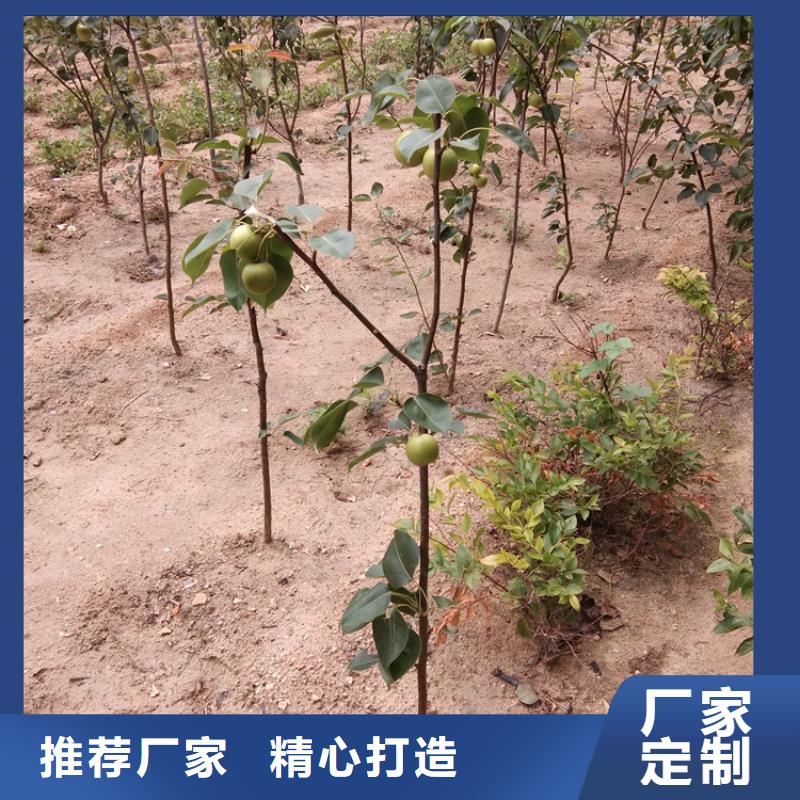 梨樹-櫻桃苗產(chǎn)地直銷
