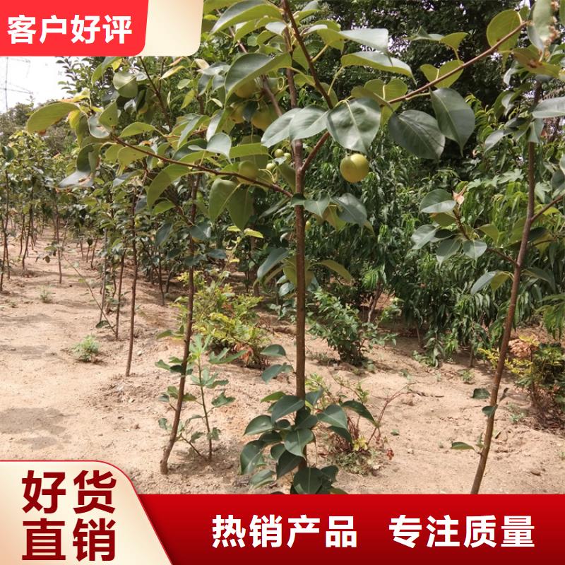 梨苗歡迎咨詢