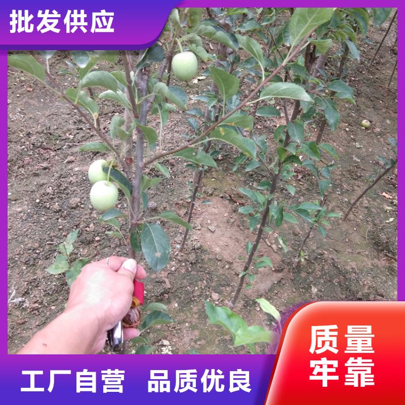 梨樹-櫻桃苗產(chǎn)地直銷