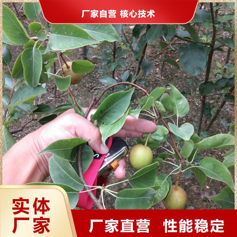 新品種梨樹苗一畝地多少棵/軒園園藝場