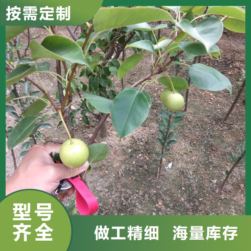 嫁接梨樹苗經濟效益