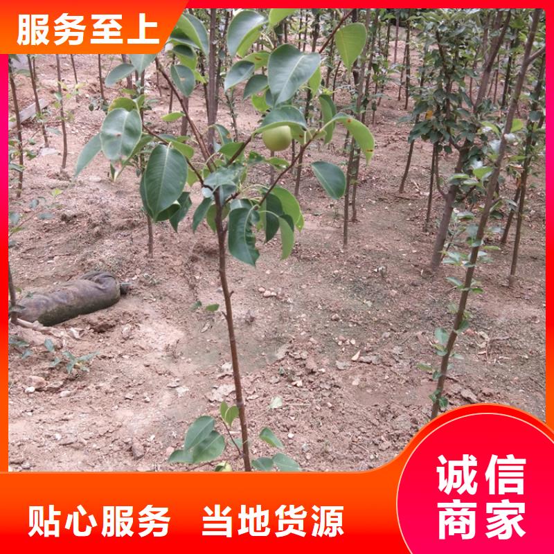 梨樹,櫻桃苗一對一為您服務