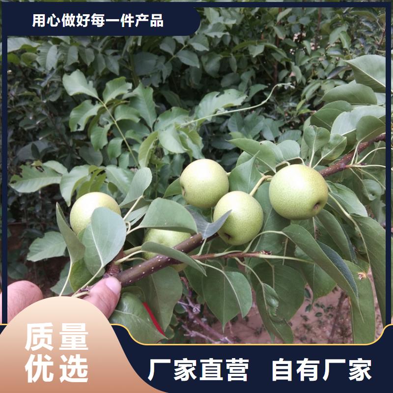 梨樹-櫻桃苗擁有多家成功案例