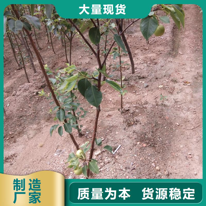紅梨樹苗量多優(yōu)惠