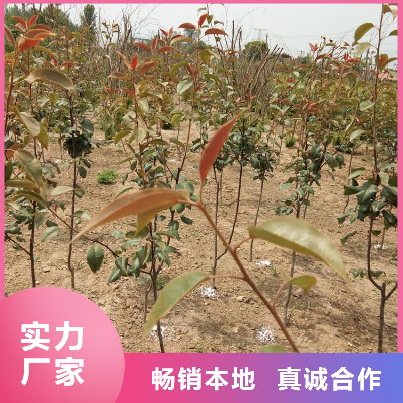早酥紅梨苗怎么賣批發(fā)零售