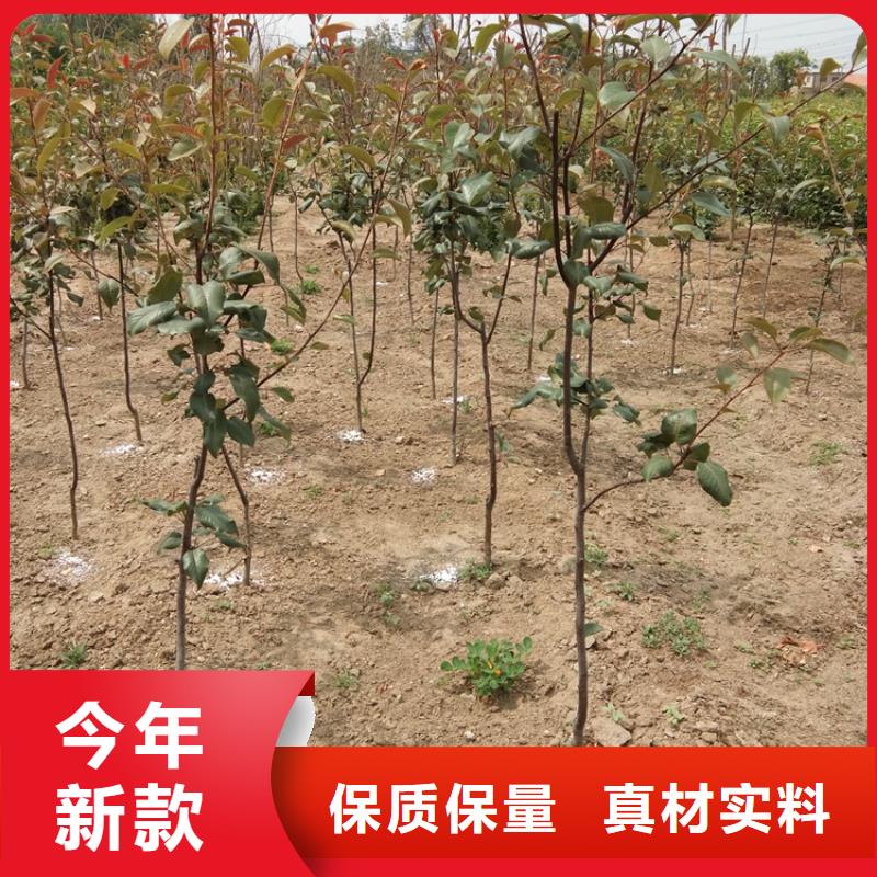 石榴树视频-石榴树|山东省菏泽市|成武|曹县|临沂|枣庄|滨州|烟台|青岛|日照|潍坊