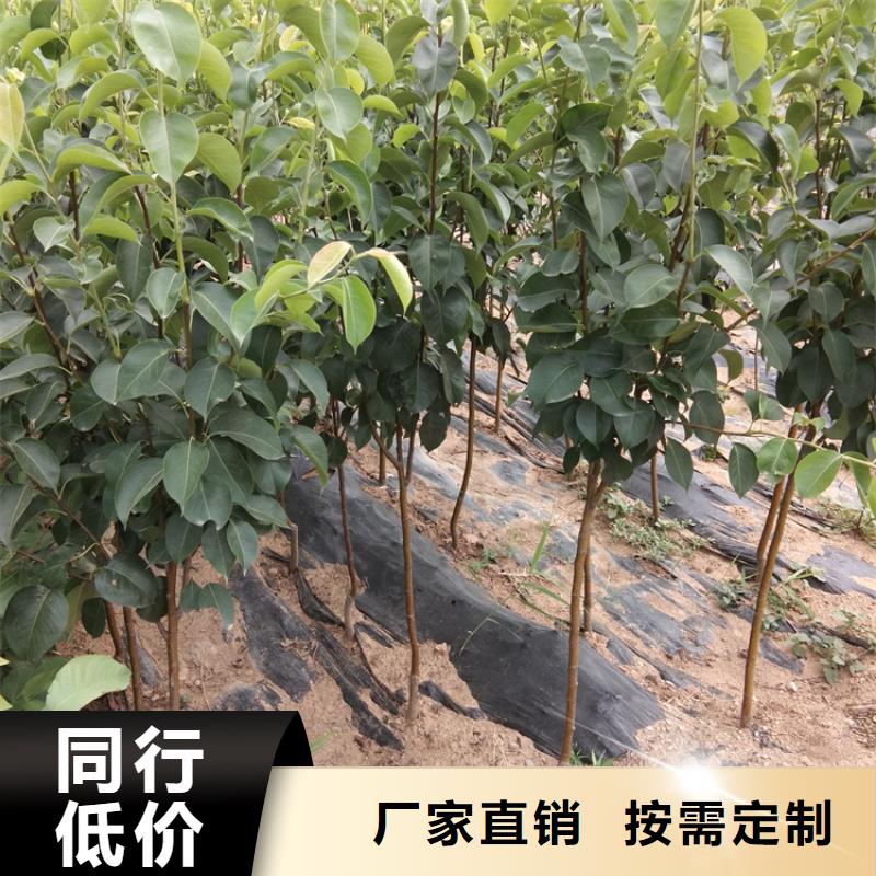 石榴树视频-石榴树|山东省菏泽市|成武|曹县|临沂|枣庄|滨州|烟台|青岛|日照|潍坊