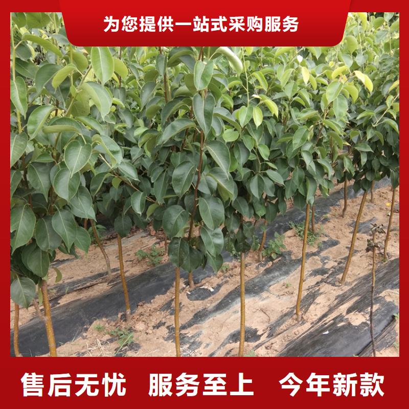 【梨樹蘋果苗工廠直營】