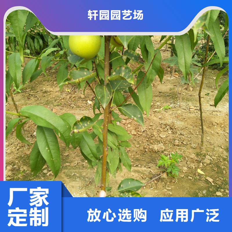 梨樹-蘋果苗資質(zhì)認(rèn)證