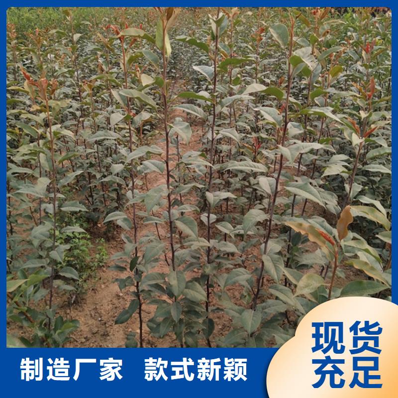 刺梨苗育苗基地/軒園園藝場