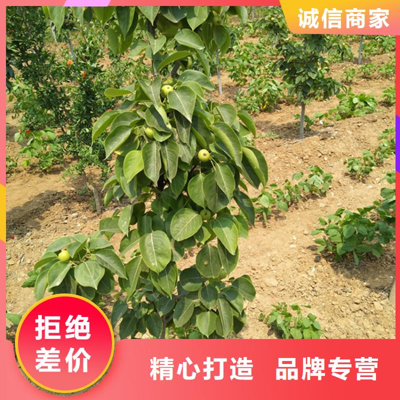 紅梨苗規格