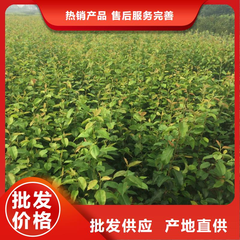 梨樹-蘋果苗資質(zhì)認(rèn)證