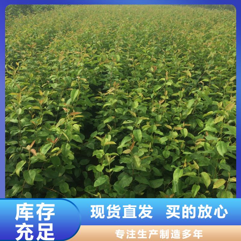 【梨樹】,北美冬青分類和特點