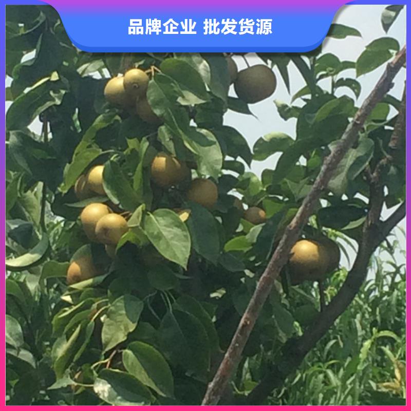梨樹葡萄苗規格型號全