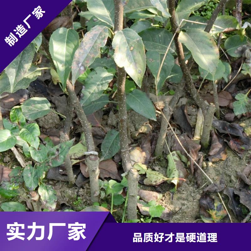 紅梨苗規格