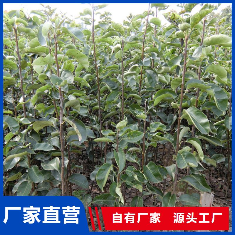 梨樹葡萄苗規格型號全