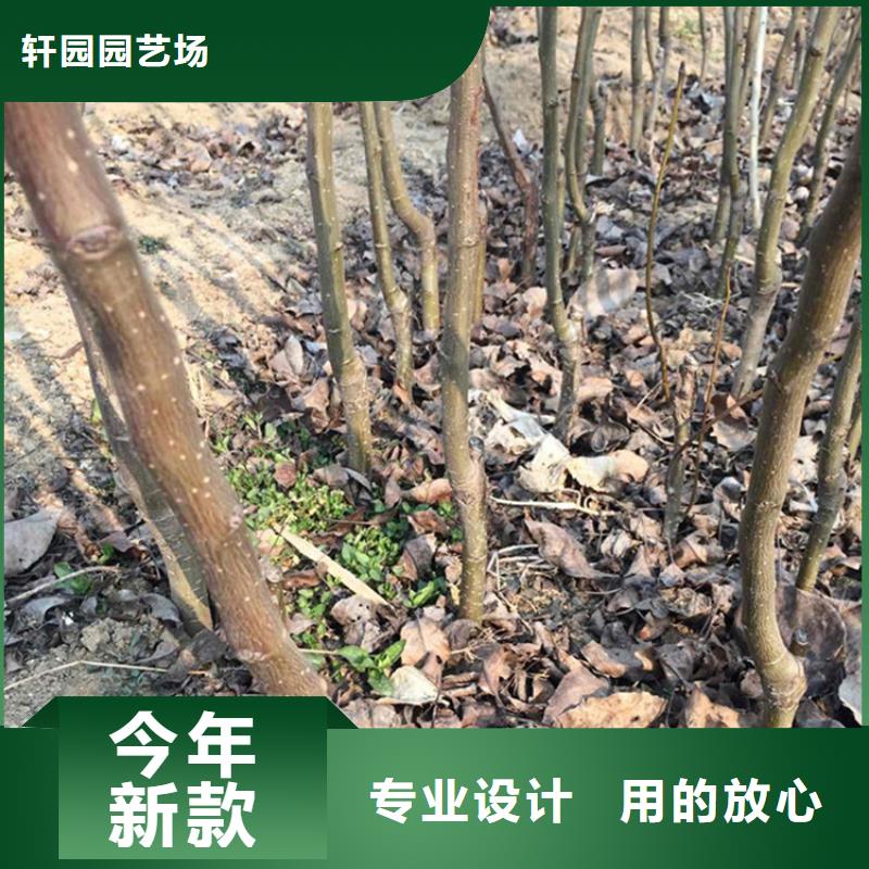 紅梨樹苗一畝地多少棵