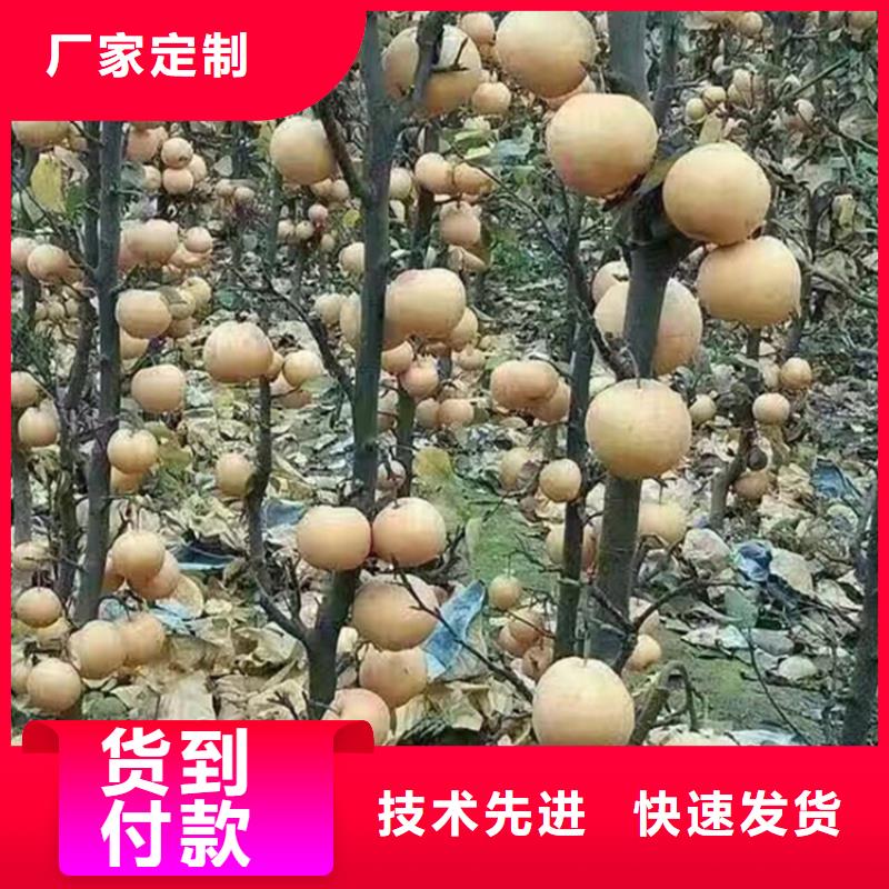 梨樹【櫻桃苗】工期短發貨快