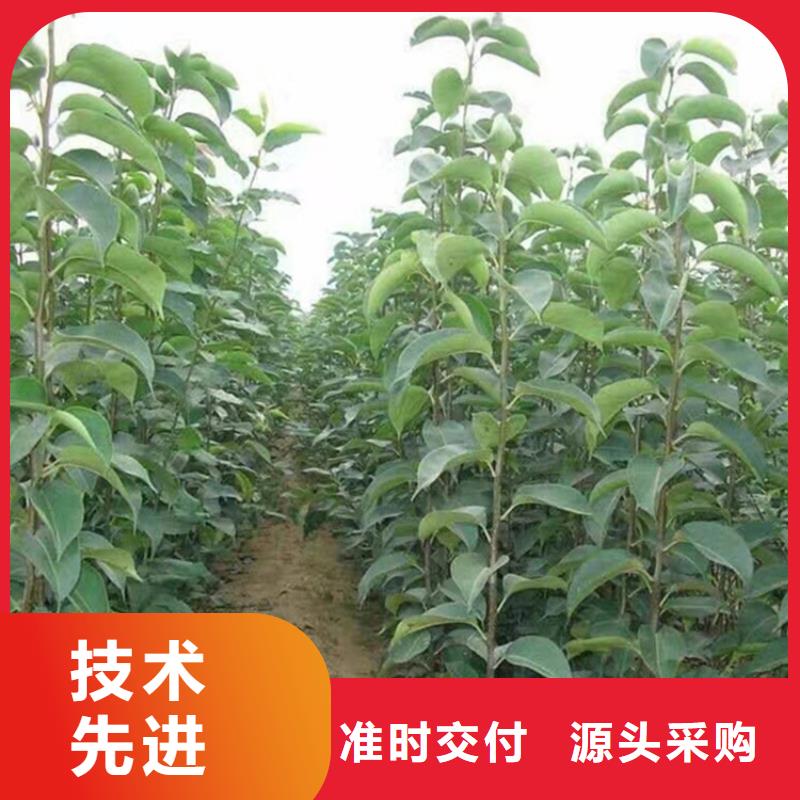 彩虹梨樹苗量多優惠