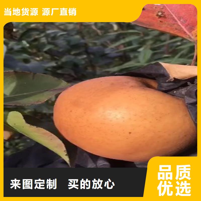 梨樹,櫻桃苗一對一為您服務