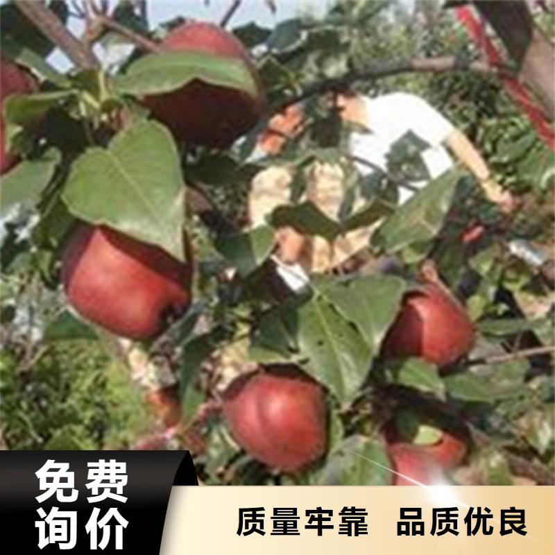 梨樹-櫻桃苗產(chǎn)地直銷