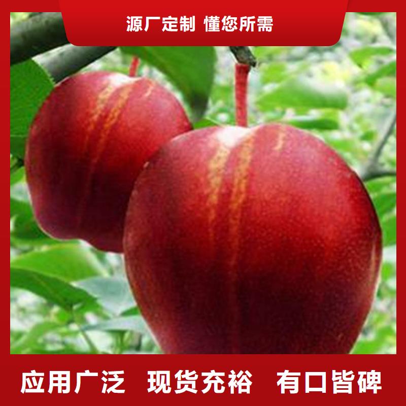 梨苗歡迎咨詢