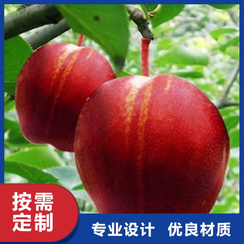 梨樹-櫻桃苗產(chǎn)地直銷