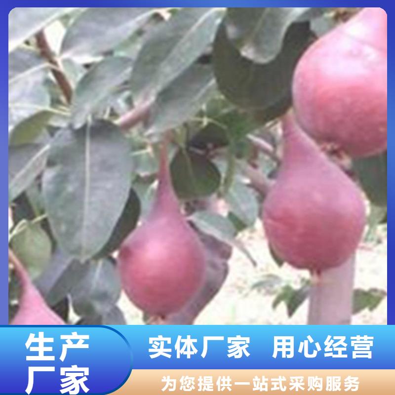 梨樹-櫻桃苗產(chǎn)地直銷