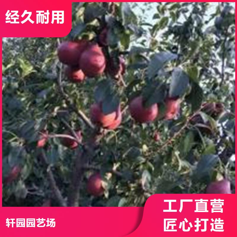 梨樹,櫻桃苗一對一為您服務