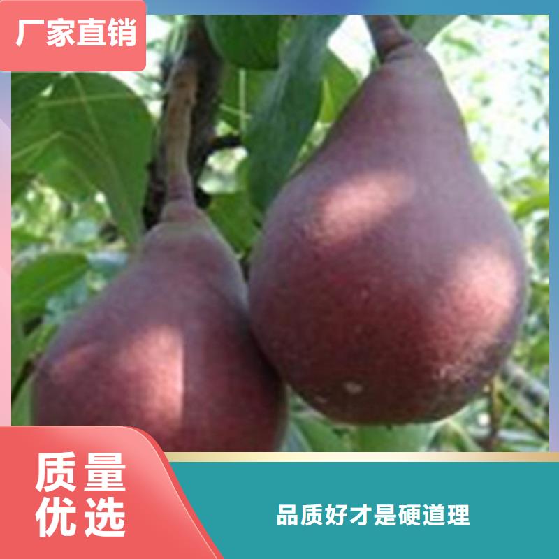 梨樹-蘋果苗資質(zhì)認(rèn)證