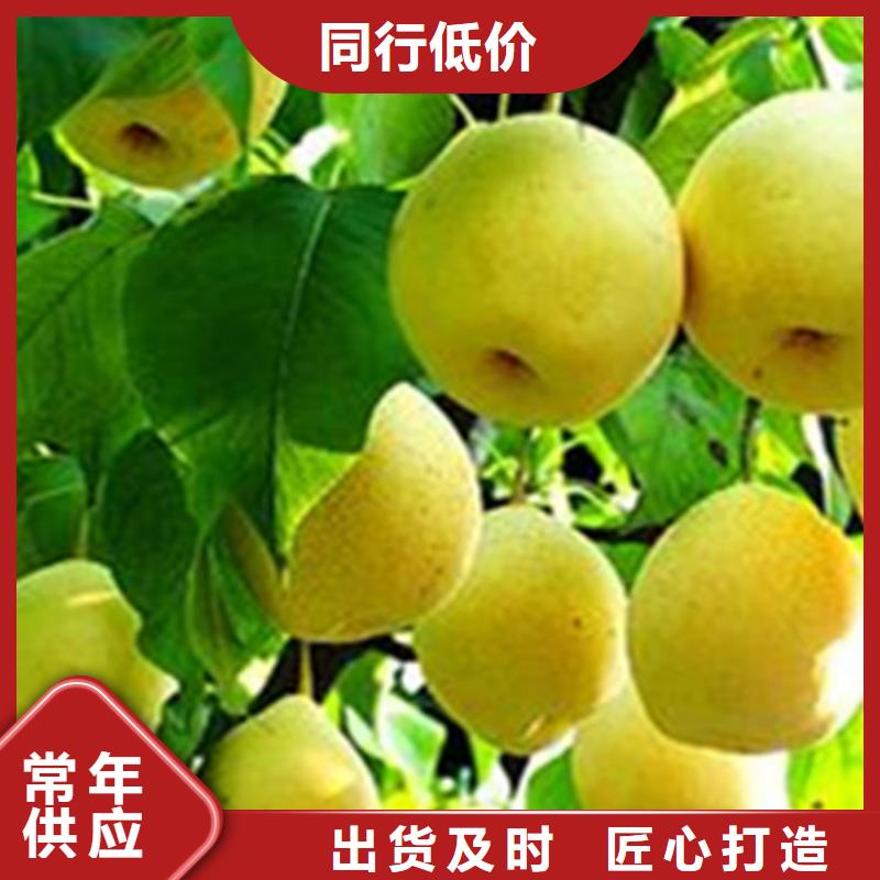 梨樹,櫻桃苗一對一為您服務