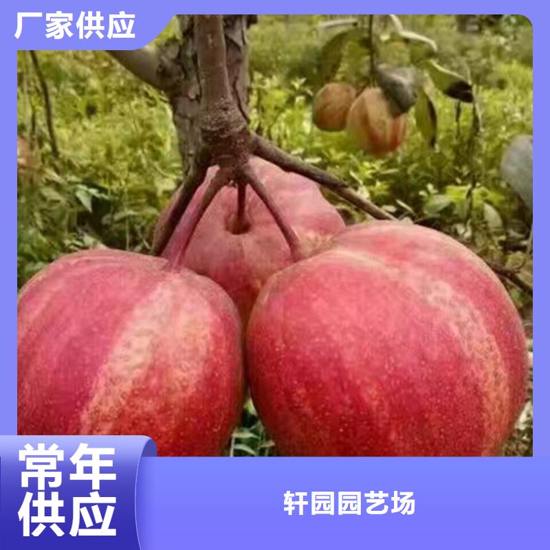 梨樹,櫻桃苗一對一為您服務