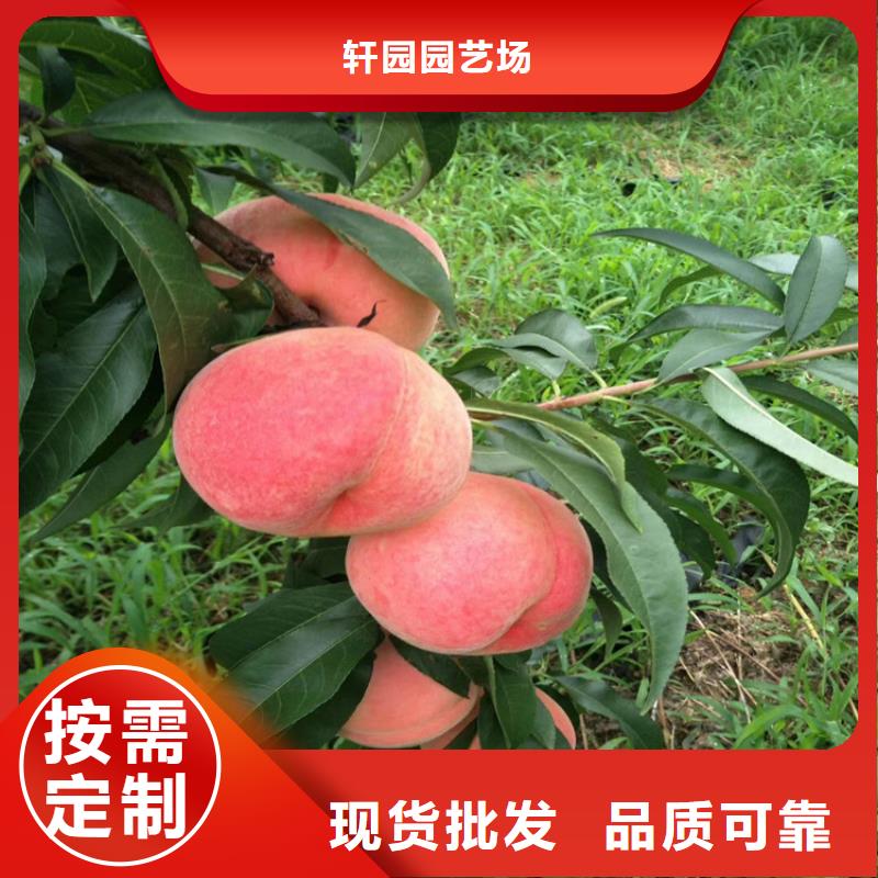 石榴树视频-青阳|东至|亳州|滁州|马鞍山|淮南|蚌埠|宣城石榴树不断创新-轩园园艺场(池州市分公司)