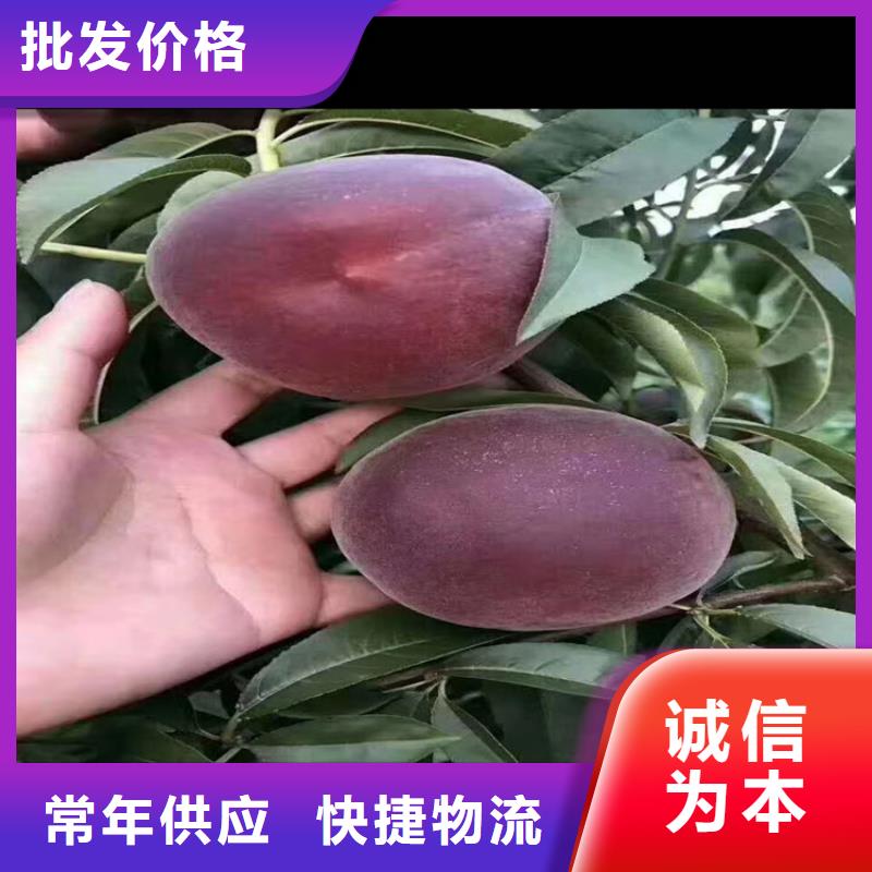 石榴树视频-青阳|东至|亳州|滁州|马鞍山|淮南|蚌埠|宣城石榴树不断创新-轩园园艺场(池州市分公司)