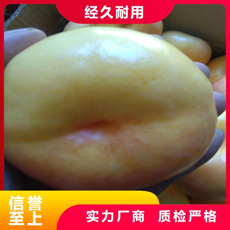 桃-西瓜苗一件也發(fā)貨