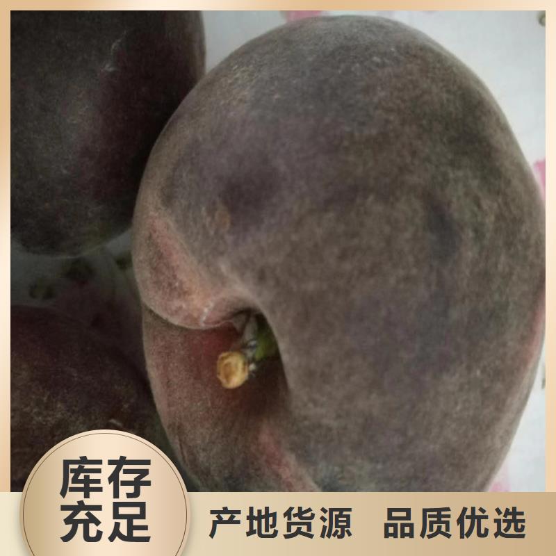 油蟠桃苗免費(fèi)咨詢
