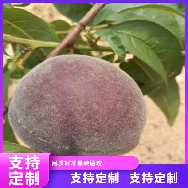 桃蘋果苗現(xiàn)貨直供