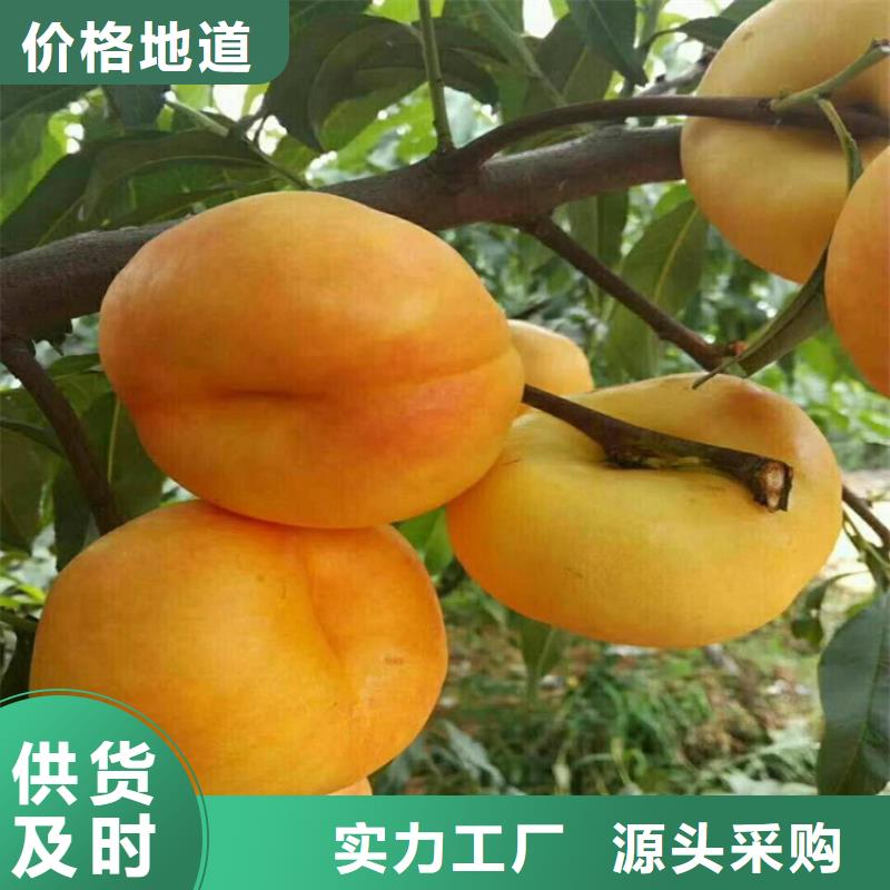 嫁接桃苗產量多少