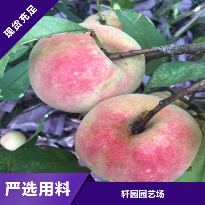 桃-無花果苗常年供應