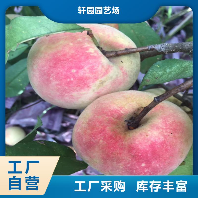 石榴树视频-青阳|东至|亳州|滁州|马鞍山|淮南|蚌埠|宣城石榴树不断创新-轩园园艺场(池州市分公司)