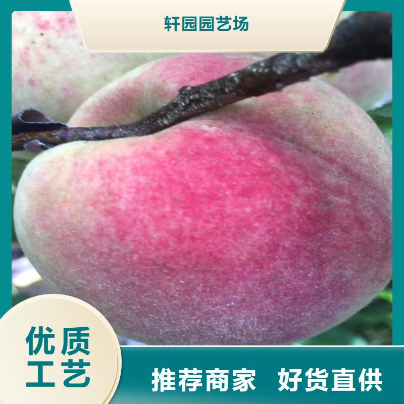 石榴树视频-山西省阳泉市轩园石榴树可服务区域盂县|平定|朔州|太原|晋中|晋城等