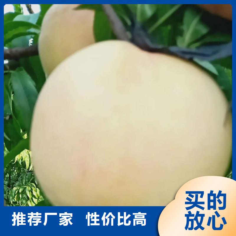 桃蘋果苗口碑好實力強