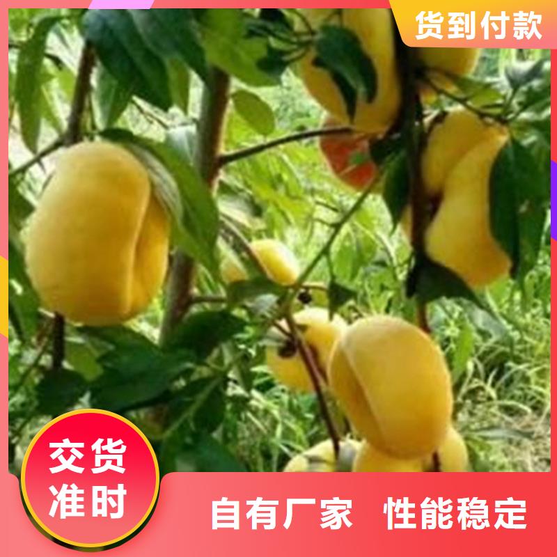 桃蘋果苗口碑好實力強